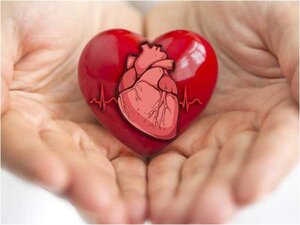 Open hands holding a red heart with an illustration of a human heart